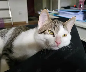 Kater 9 Monate alt Europäisch Kurzhaar