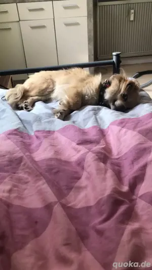 Chihuahua 