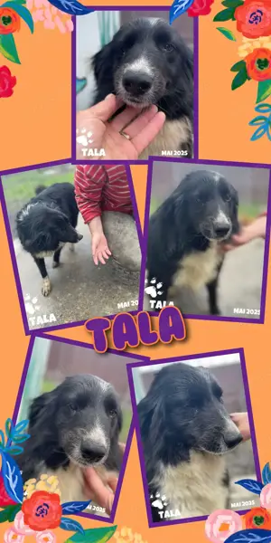 zauberhaftes, liebes, offenes, wunderbares Hundemädchen "Tala" sucht dringend ein Zuhause