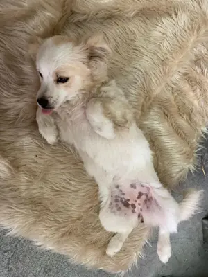 Welpe Hündin Shih Tzu Jack Russel 6Mon 5kg Ausreise nach Adoption VIDEO