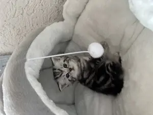 Reinrassige Bkh Kitten