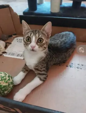 Caty Schüchterne Spielmaus sucht geduldiges Zuhause