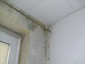 Wenn der Schimmel auf die Lunge geht, Haus, Wohnung, Büro