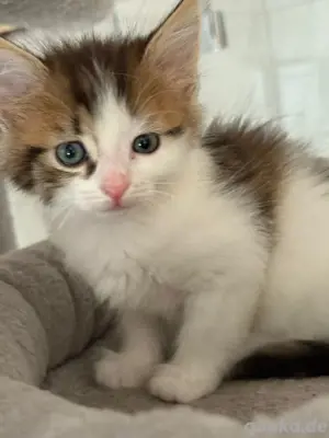 Maincoon Mischling Kitten