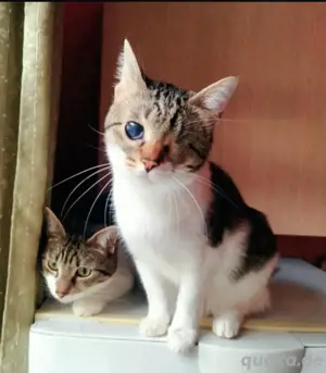 die blinde Lilli und ihr Freund Garry suchen gemeinsam ein zuhause