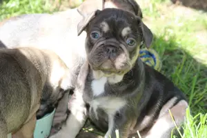 Zauberhafte Französische Bulldoggen Welpen mit Stammbaum 
