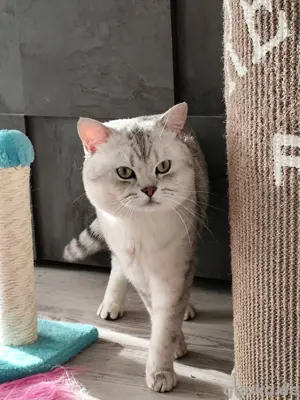 britisch Kurzhaar Kater 