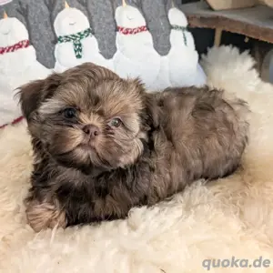 Shih Tzu Welpen zu verkaufen. Kontakt über WhatsApp: +12232704067