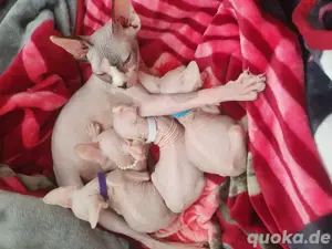 sphynx Kitten 