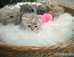Bkh Babykatze Britische Baby Katzen