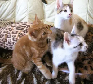 Nur noch 2 anhängliche, bunte Maine Coon- Mix Babys in XXL dürfen ausziehen Bild 7