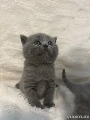 BKH Katze Kitten britische kurzhaare