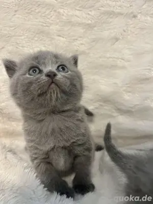 BKH Kitten Katze britische kurzhaar