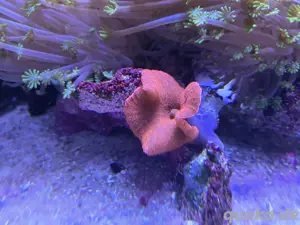 Scheibenanemone Rot - Meerwasser Korallen