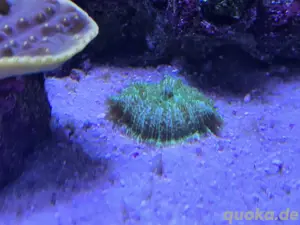 Scheibenanemone Grün - Meerwasser Korallen