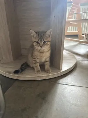 BKH Kitten