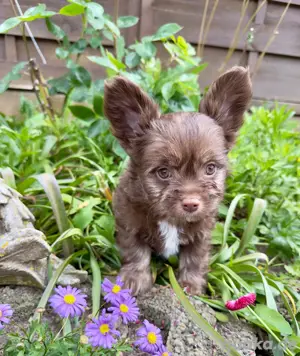 nur noch 2 Chiwalonka ... Bolonka Zwetna - Chihuahua Welpen 