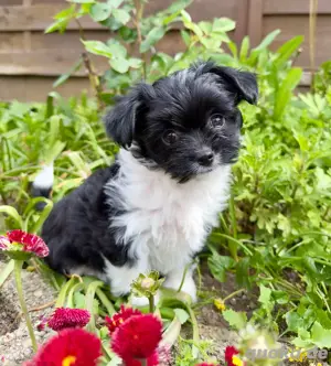 nur noch 2 Chiwalonka ... Bolonka Zwetna - Chihuahua Welpen 