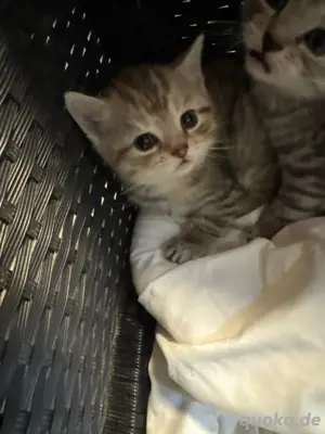 BKH MIX Kitten abzugeben