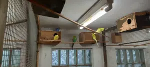 Wellensittiche zu verk.