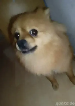 Spitz sucht neues zu Hause 