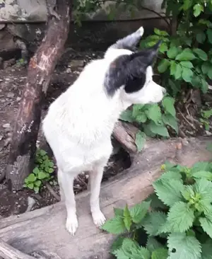 Palina - was fehlt bist du Bild 8