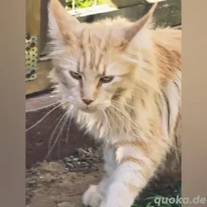 Maine Coon Reinrassig