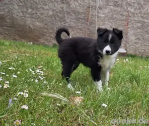 1 Border Collie Welpe sucht noch ihr Glück