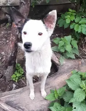 Palina - was fehlt bist du Bild 4