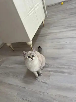 BKH Kitten