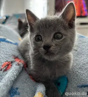 Russisch blau kitten