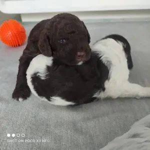 Lagotto Romanolo Welpen 
