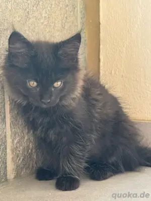 Sofort Abgabebereit - Maine Coon Kitten