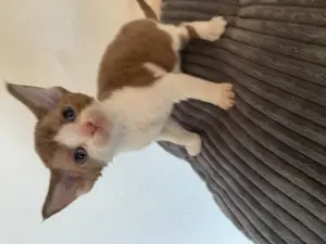 Devon rex Mädchen   Stammbaum Fife 