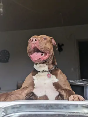 Deckrüde American Bully Pitbull Mix 