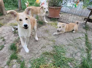 LENNI - bringt Lebensfreude ins Haus (wartet noch in Rumänien) Bild 8