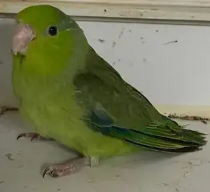 Verkaufe junge Blaugenicksperlingspapageien Bild 6