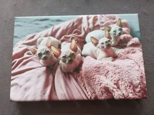 Reinrassige Canadien Sphynx 