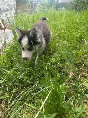 Quasimodo Siberian, Malamute Husky zum Verlieben sucht als letzter sein Traumzuhause