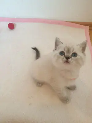 Bkh kitten blau Augen.point farbe.