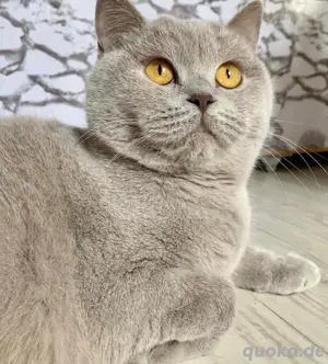BKH Katze lilac