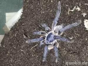 0.1.4 Monocentropus balfouri Gruppe
