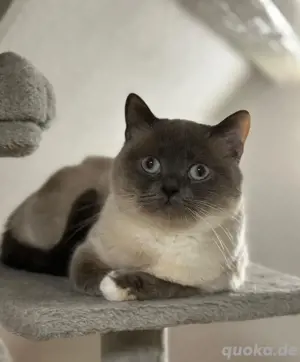 BKH Katze Point