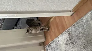 Bengal-Mix Simba sucht neues zu Hause