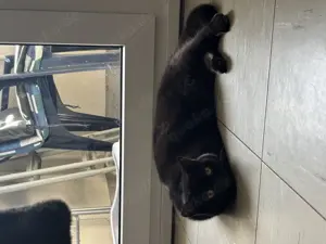 2 Britisch Kurzhaar Kitten 