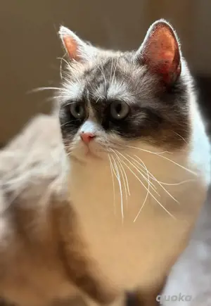 BKH Katze Point