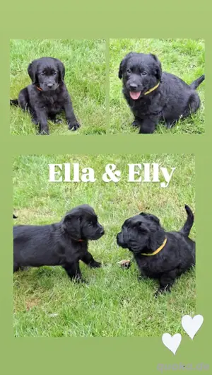 Labradoodle   Labrador x Pudel   Mischlingswelpen - ab Ende Mai 2025