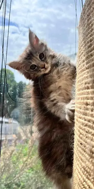 Reinrassige Maine Coon Kitten