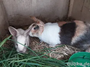 Sallander   Holländer Kaninchen 