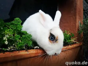 Bunte Häsin 1J. geimpft Farbenzwerg Zwerghase Kaninchen blaue Augen 
